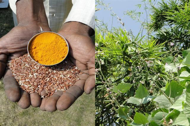 Awareness & Farming of Medicinal Plants & Herbs